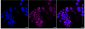 KD-Validated Anti-Matrin 3 Rabbit Monoclonal Antibody