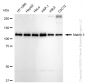 KD-Validated Anti-Matrin 3 Rabbit Monoclonal Antibody