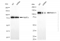 KD-Validated Anti-Matrin 3 Rabbit Monoclonal Antibody