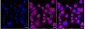 KD-Validated Anti-Leucine Rich Alpha-2-Glycoprotein 1 Rabbit Monoclonal Antibody