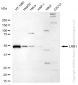 KD-Validated Anti-Leucine Rich Alpha-2-Glycoprotein 1 Rabbit Monoclonal Antibody
