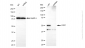 KD-Validated Anti-Leucine Rich Alpha-2-Glycoprotein 1 Rabbit Monoclonal Antibody