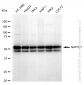 KD-Validated Anti-NAP1L1 Rabbit Monoclonal Antibody