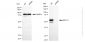 KD-Validated Anti-NAP1L1 Rabbit Monoclonal Antibody