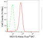 KD-Validated Anti-Mov10 RNA Helicase Rabbit Monoclonal Antibody