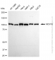 KD-Validated Anti-Mov10 RNA Helicase Rabbit Monoclonal Antibody