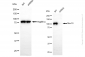 KD-Validated Anti-Mov10 RNA Helicase Rabbit Monoclonal Antibody