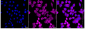 KD-Validated Anti-Proliferation-Associated 2G4 Rabbit Monoclonal Antibody