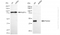 KD-Validated Anti-Proliferation-Associated 2G4 Rabbit Monoclonal Antibody
