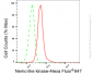 KD-Validated Anti-Nemo Like Kinase Rabbit Monoclonal Antibody
