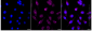 KD-Validated Anti-Nemo Like Kinase Rabbit Monoclonal Antibody
