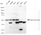 KD-Validated Anti-Nemo Like Kinase Rabbit Monoclonal Antibody