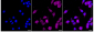 KD-Validated Anti-NDUFA13 Rabbit Monoclonal Antibody
