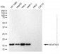 KD-Validated Anti-NDUFA13 Rabbit Monoclonal Antibody