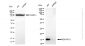 KD-Validated Anti-NDUFA13 Rabbit Monoclonal Antibody