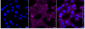 KD-Validated Anti-MARK2 Rabbit Monoclonal Antibody