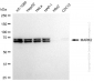 KD-Validated Anti-MARK2 Rabbit Monoclonal Antibody
