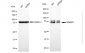 KD-Validated Anti-MARK2 Rabbit Monoclonal Antibody