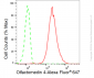 KD-Validated Anti-Olfactomedin 4 Rabbit Monoclonal Antibody