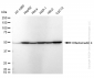 KD-Validated Anti-Olfactomedin 4 Rabbit Monoclonal Antibody