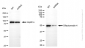 KD-Validated Anti-Olfactomedin 4 Rabbit Monoclonal Antibody
