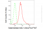 KD-Validated Anti-Galactosidase beta 1 Rabbit Monoclonal Antibody
