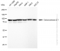 KD-Validated Anti-Galactosidase beta 1 Rabbit Monoclonal Antibody