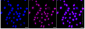 KD-Validated Anti-LYN Proto-Oncogene Rabbit Monoclonal Antibody