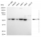 KD-Validated Anti-LYN Proto-Oncogene Rabbit Monoclonal Antibody