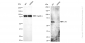 KD-Validated Anti-LYN Proto-Oncogene Rabbit Monoclonal Antibody