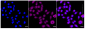 KD-Validated Anti-NR2C2 Rabbit Monoclonal Antibody