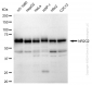KD-Validated Anti-NR2C2 Rabbit Monoclonal Antibody