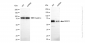 KD-Validated Anti-NR2C2 Rabbit Monoclonal Antibody