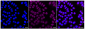 KD-Validated Anti-Pyruvate Dehydrogenase E2 Rabbit Monoclonal Antibody