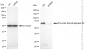 KD-Validated Anti-Pyruvate Dehydrogenase E2 Rabbit Monoclonal Antibody