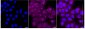 KD-Validated Anti-NIMA Related Kinase 6 Rabbit Monoclonal Antibody