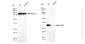 KD-Validated Anti-NIMA Related Kinase 6 Rabbit Monoclonal Antibody