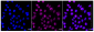 KD-Validated Anti-PCBD1 Rabbit Monoclonal Antibody
