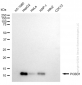 KD-Validated Anti-PCBD1 Rabbit Monoclonal Antibody