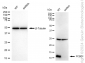 KD-Validated Anti-PCBD1 Rabbit Monoclonal Antibody