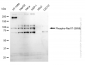 KD-Validated Anti-Phospho-Rad17 (S656) Rabbit Monoclonal Antibody