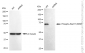KD-Validated Anti-Phospho-Rad17 (S656) Rabbit Monoclonal Antibody