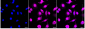 KD-Validated Anti-RAVER2 Rabbit Monoclonal Antibody