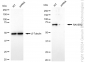 KD-Validated Anti-RAVER2 Rabbit Monoclonal Antibody