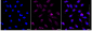 KD-Validated Anti-Rab4 Rabbit Monoclonal Antibody