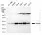KD-Validated Anti-Rab4 Rabbit Monoclonal Antibody