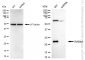 KD-Validated Anti-Rab4 Rabbit Monoclonal Antibody