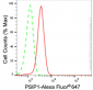 KD-Validated Anti-PSIP1 / LEDGF Rabbit Monoclonal Antibody