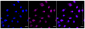 KD-Validated Anti-PSIP1 / LEDGF Rabbit Monoclonal Antibody
