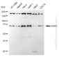 KD-Validated Anti-PSIP1 / LEDGF Rabbit Monoclonal Antibody